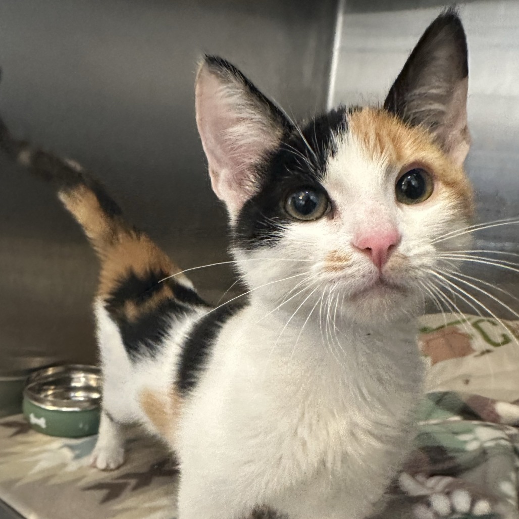 Lacy - Domestic Shorthair