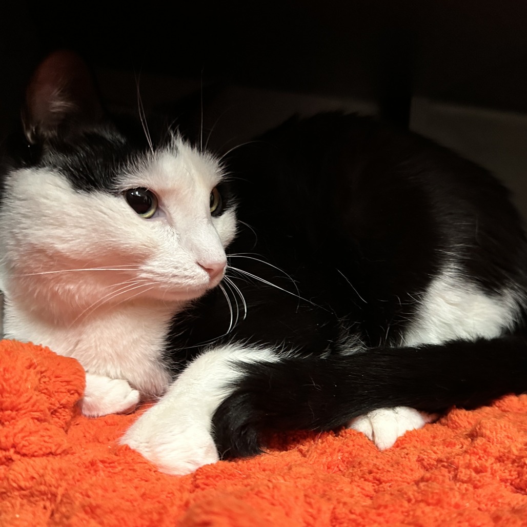 Dream - Domestic Shorthair