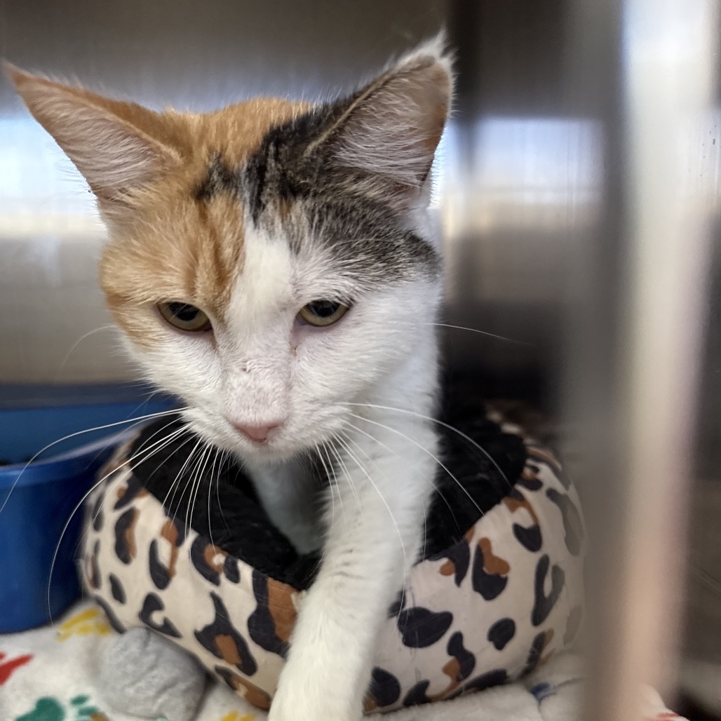 Rosebud - Domestic Shorthair