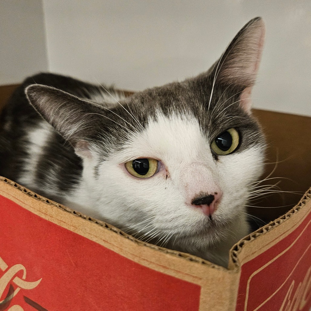 Walnut - Domestic Shorthair