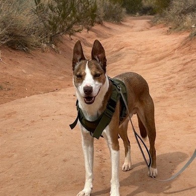 Dale - Mixed Breed (Medium)/Collie, Border
