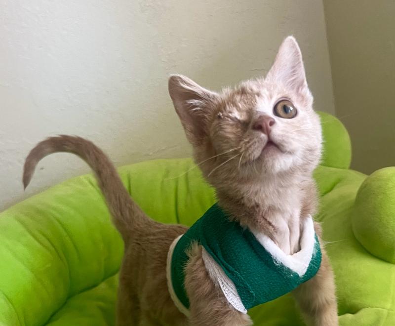 Sunny the one-eyed kitten wearing a green vest